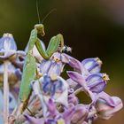  Mantis religiosa siedleckii