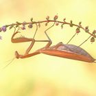 Mantis religiosa spezial