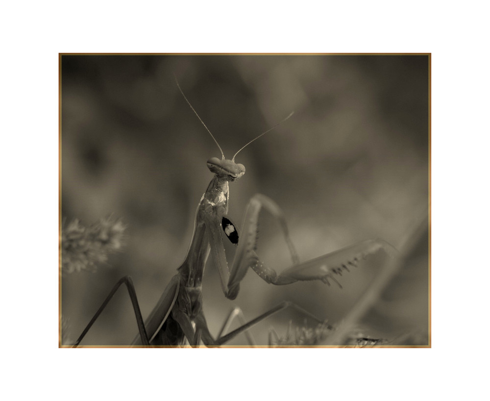 Mantis religiosa SW