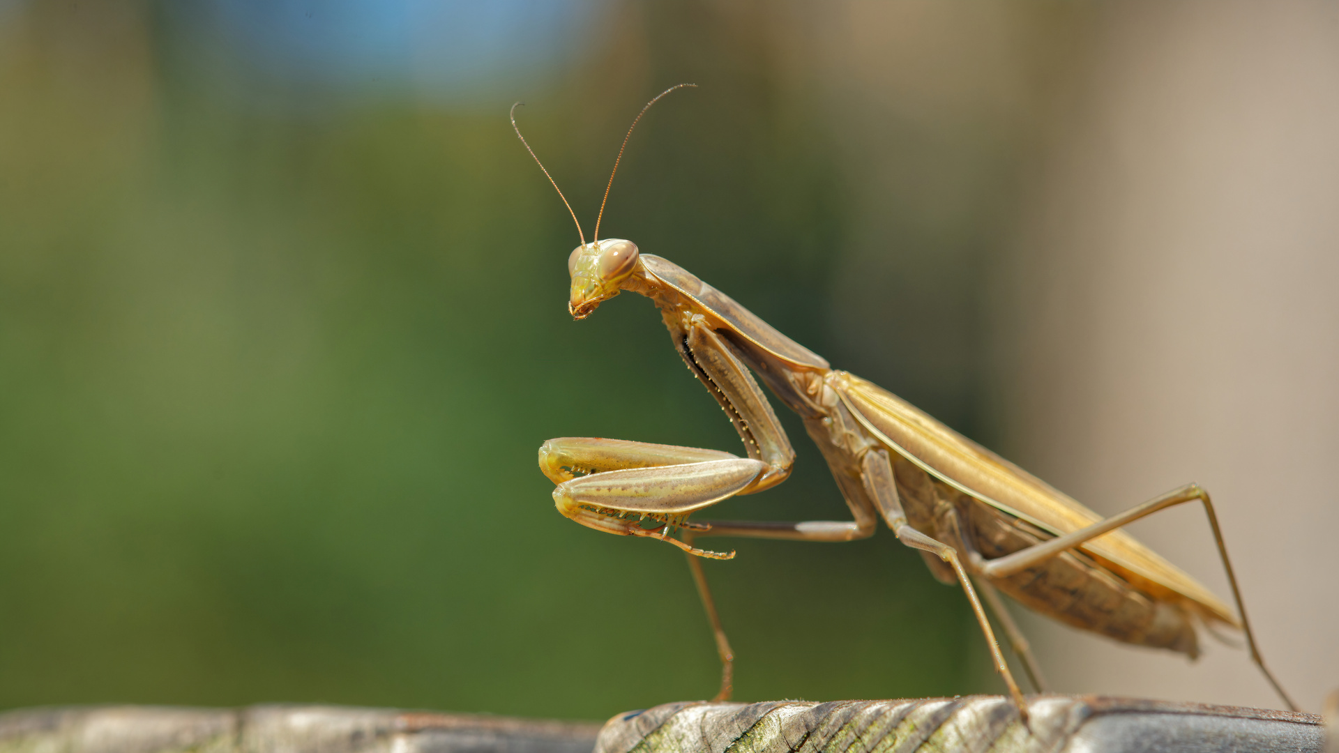 Mantis religiosa vom Niederrhein