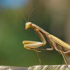 Mantis religiosa vom Niederrhein