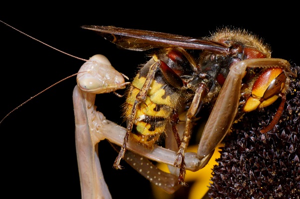 Mantis religiosa vs. Vespa crabro