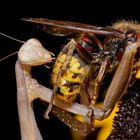 Mantis religiosa vs. Vespa crabro