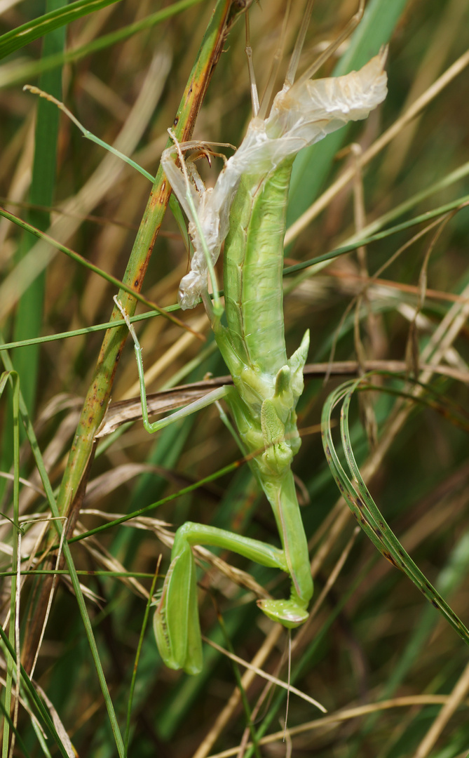 Mantis religiosa (Weibchen Adulthäutung)