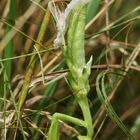 Mantis religiosa (Weibchen Adulthäutung)