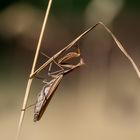 Mantis religiosa Weibchen