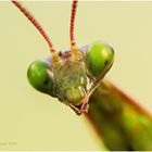 mantis religiosa - weibl. .....