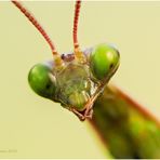 mantis religiosa - weibl. .....