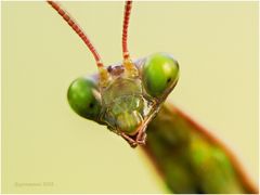 mantis religiosa - weibl. .....