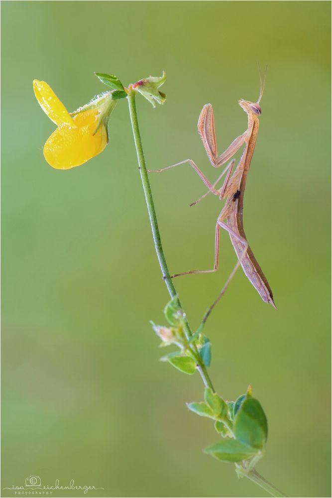 Mantis religiosa weiblich