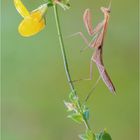 Mantis religiosa weiblich