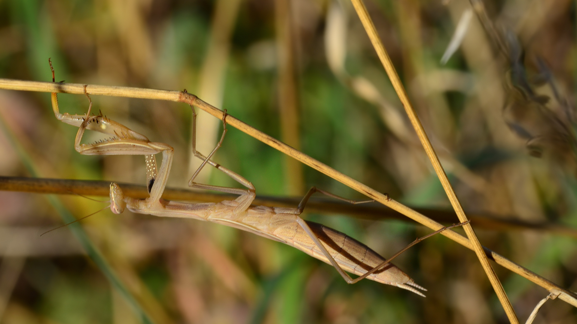 Mantis religiosa.......Gottesanbeterin.....