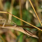 Mantis religiosa.......Gottesanbeterin.....