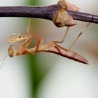 Mantis religosa L3 (ca.1,5cm)