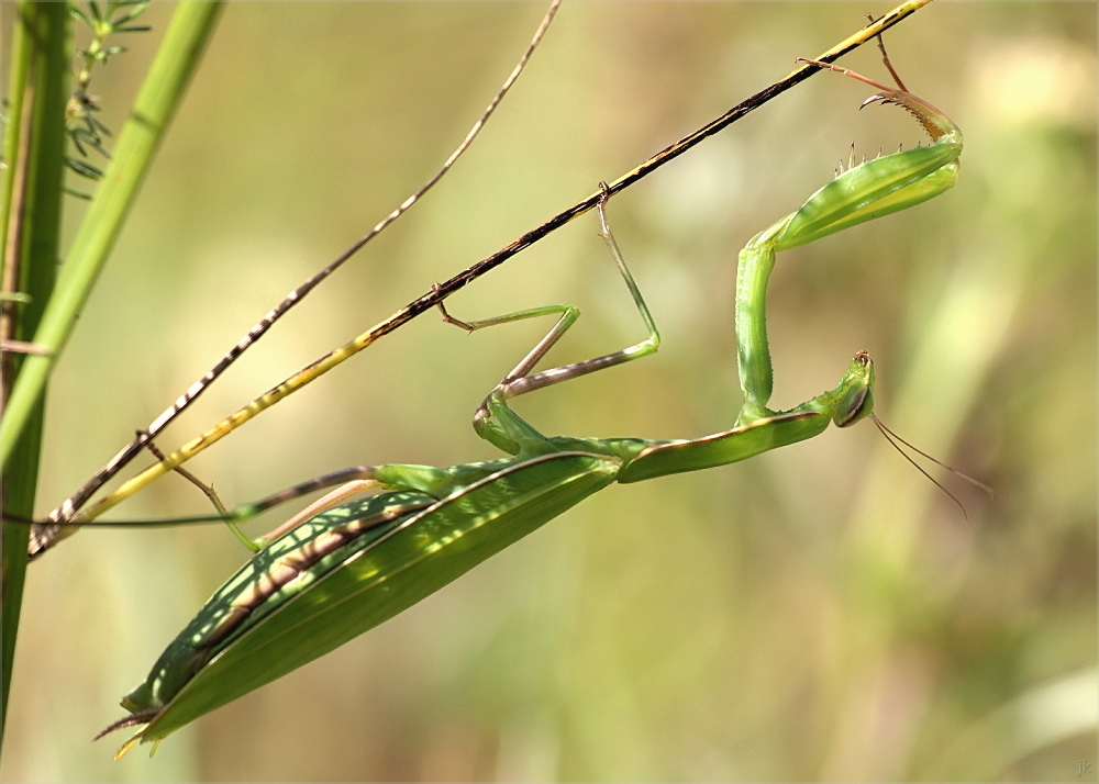 mantis-shooting [2]