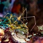 mantis shrimp