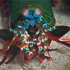 Mantis Shrimp (2)