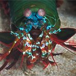 Mantis Shrimp (2)