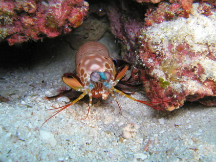 mantis shrimp