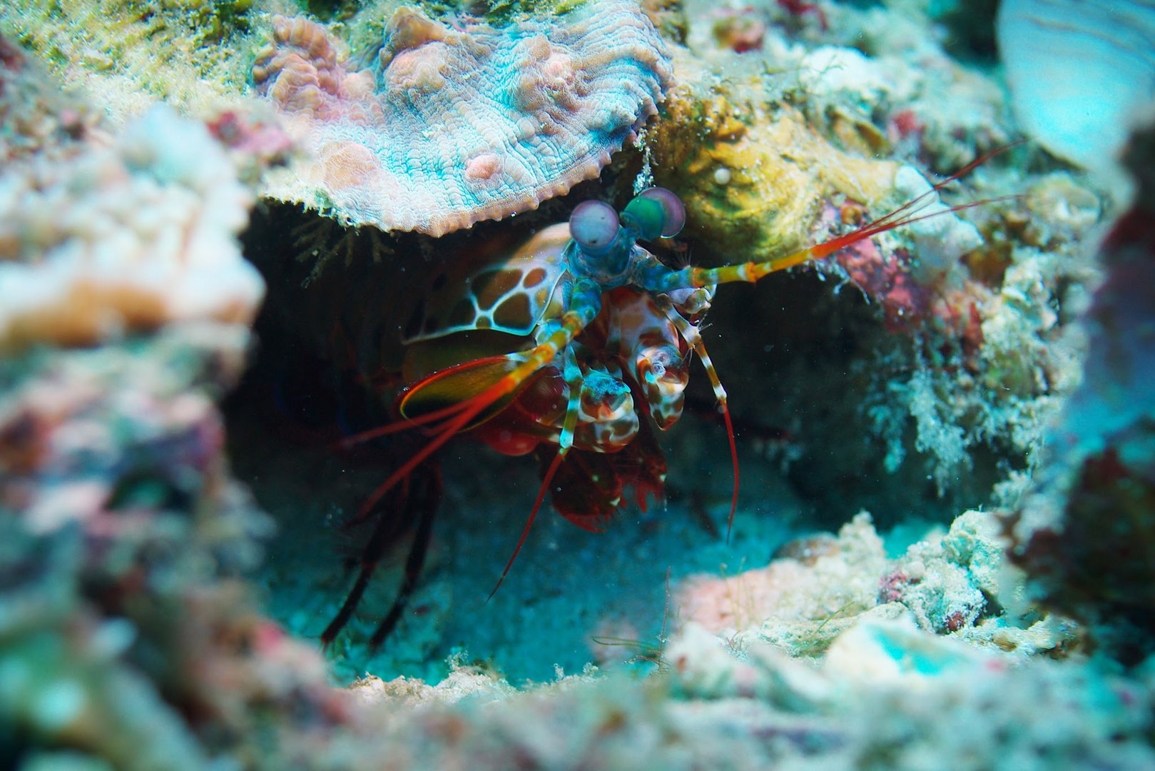 mantis shrimp 