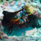 mantis shrimp 