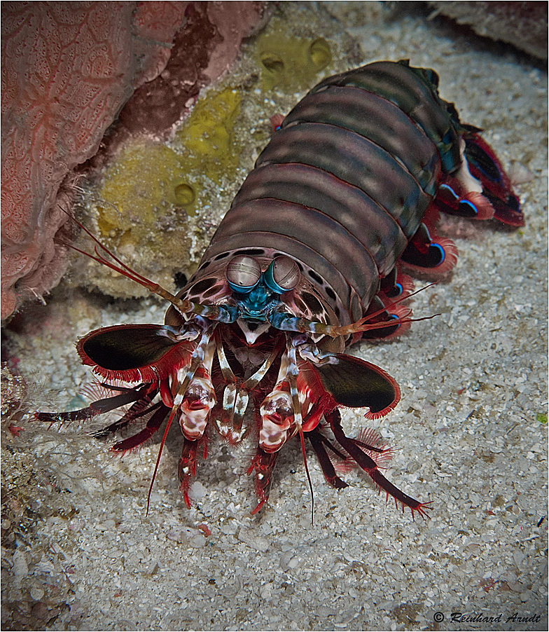 Mantis shrimp