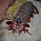 Mantis shrimp