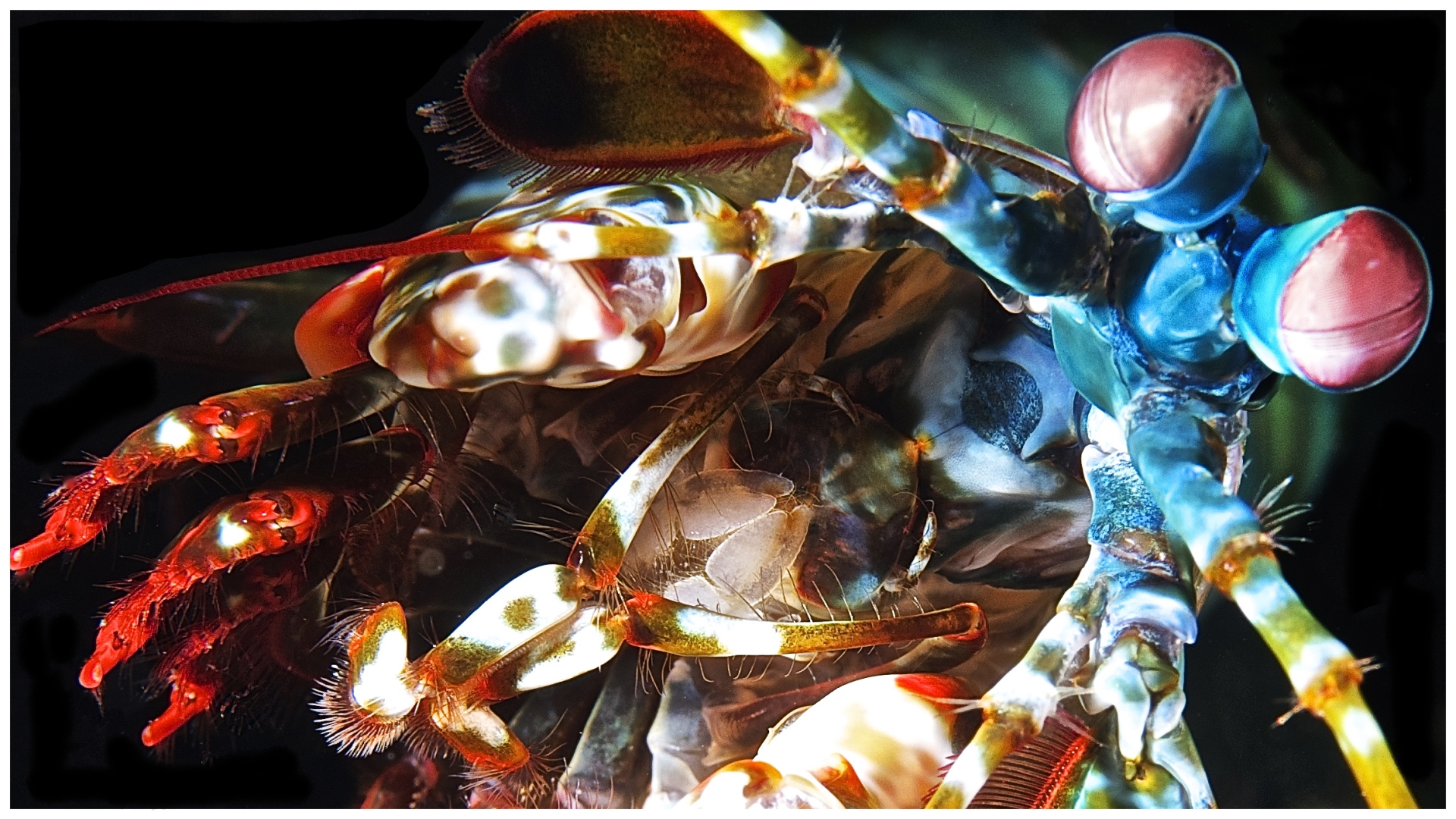 Mantis Shrimp