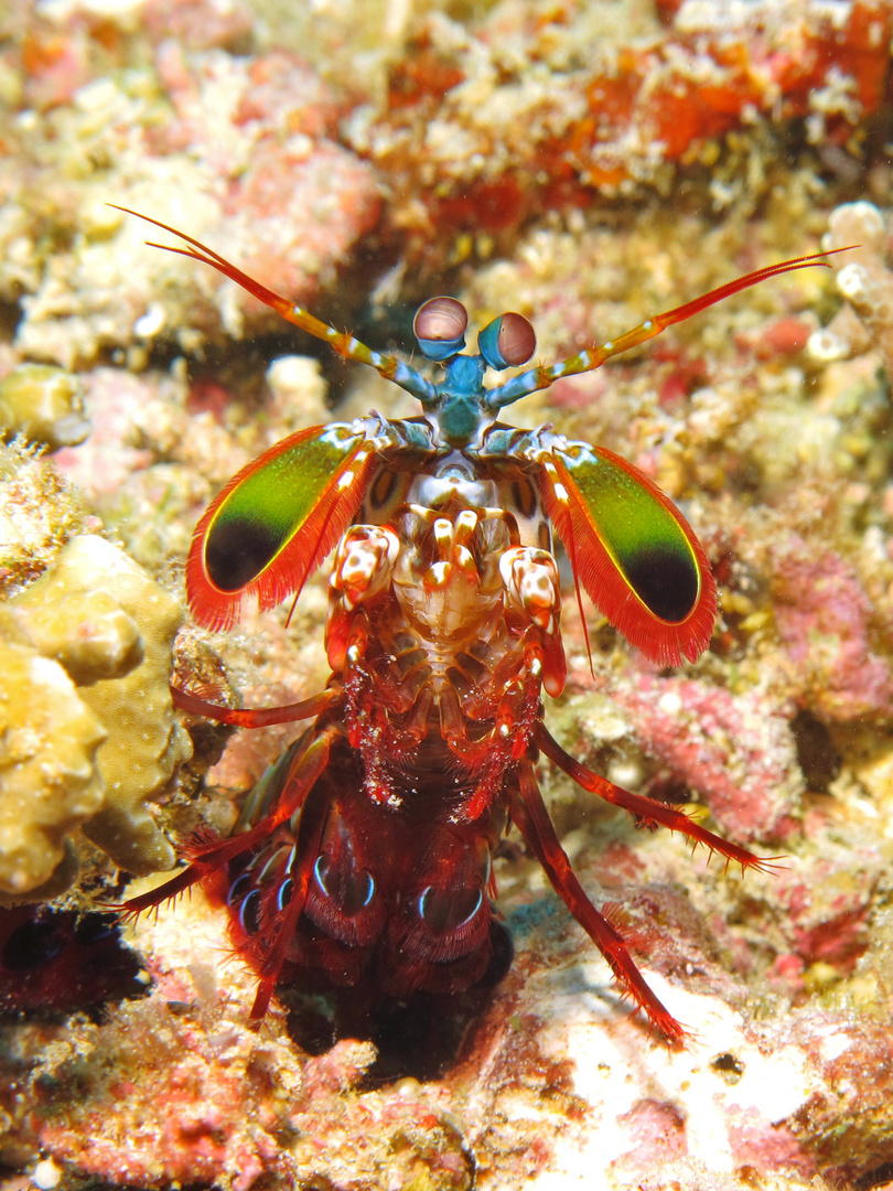 Mantis Shrimp