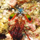 Mantis Shrimp