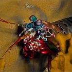 Mantis shrimp