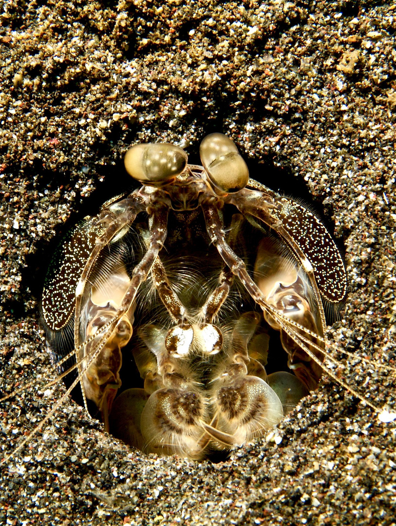 Mantis Shrimp