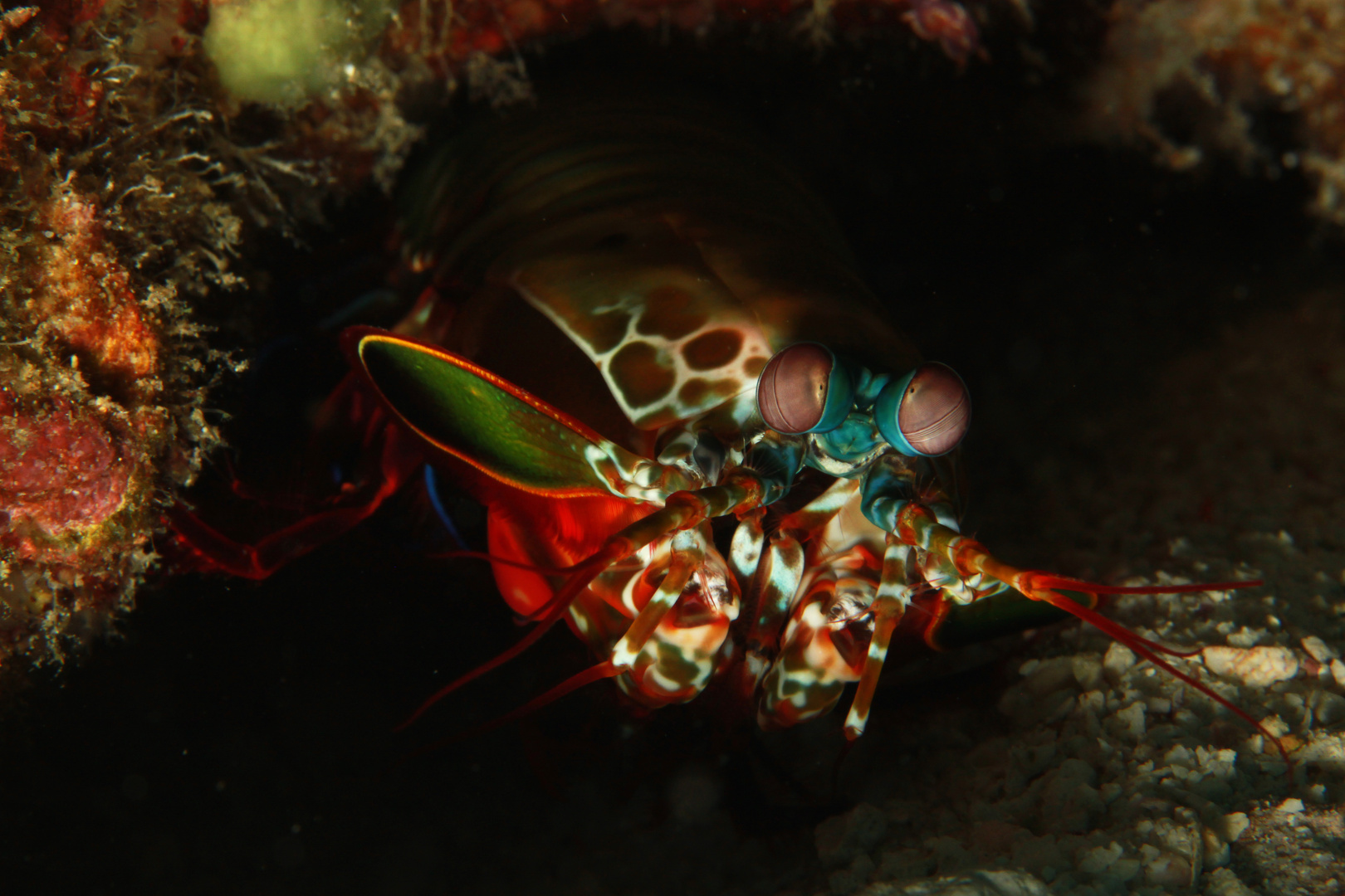 Mantis shrimp