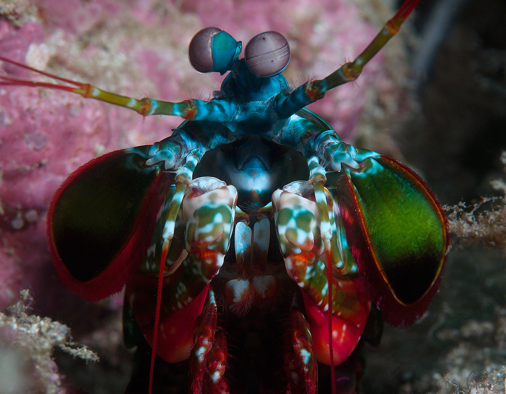 Mantis Shrimp