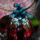 Mantis Shrimp