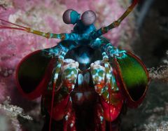 Mantis Shrimp