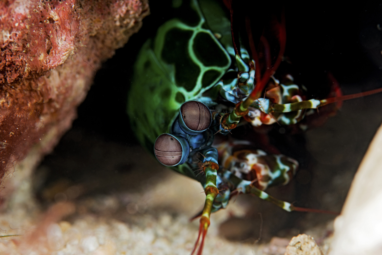 Mantis shrimp - immer auf der Hut