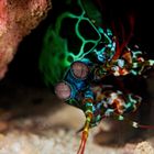 Mantis shrimp - immer auf der Hut