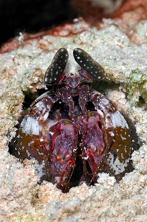 Mantis shrimp (Lysiosquillina lisa)