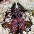 Mantis shrimp (Lysiosquillina lisa)
