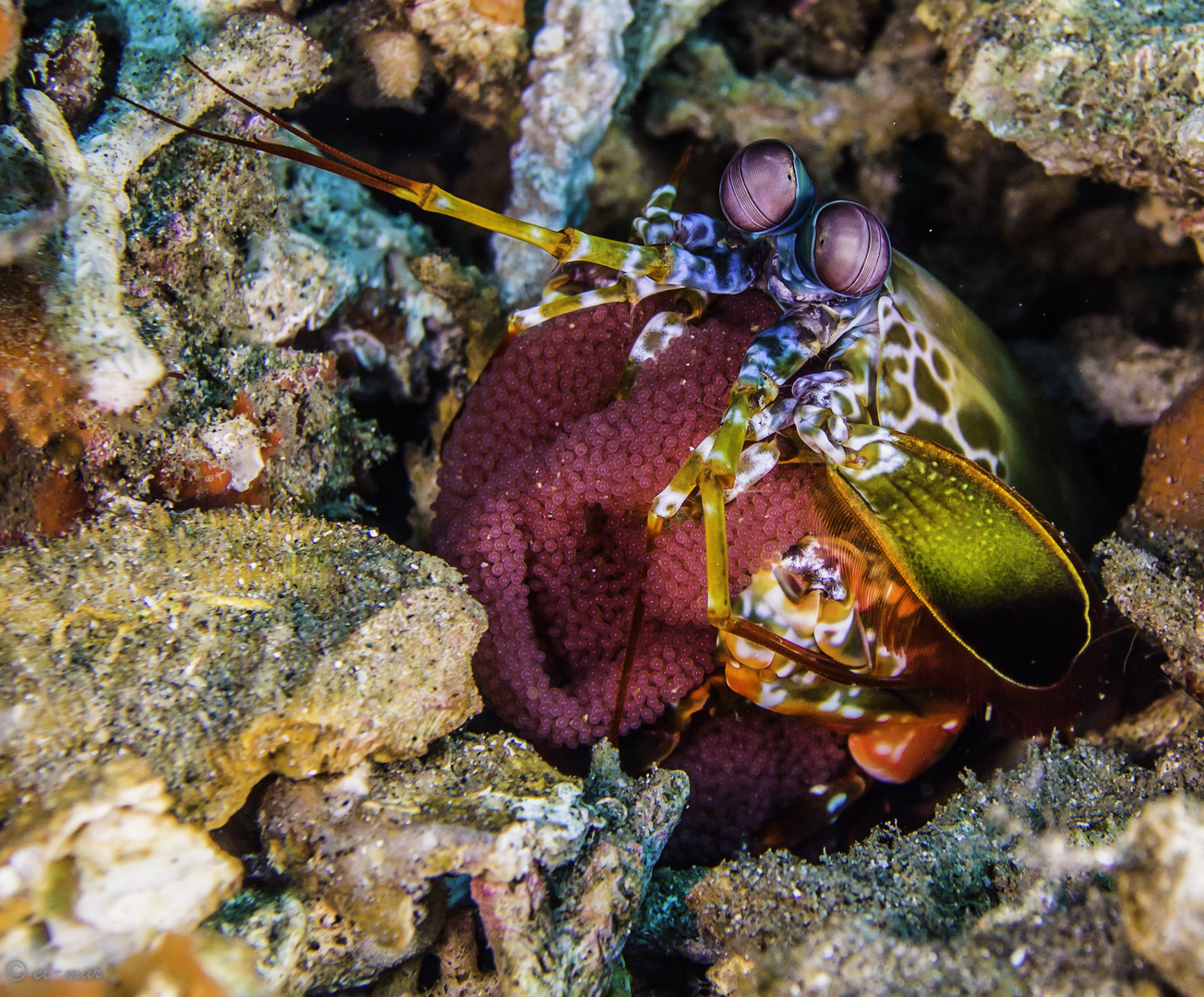 mantis shrimp with eggs