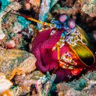 mantis shrimp with eggs