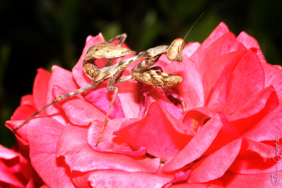 Mantis sobre rosa