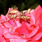 Mantis sobre rosa