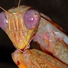 Mantis - Sphodromantis lineol 3