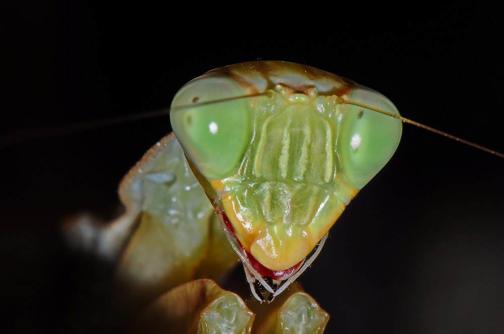 Mantis - Sphodromantis lineola 2