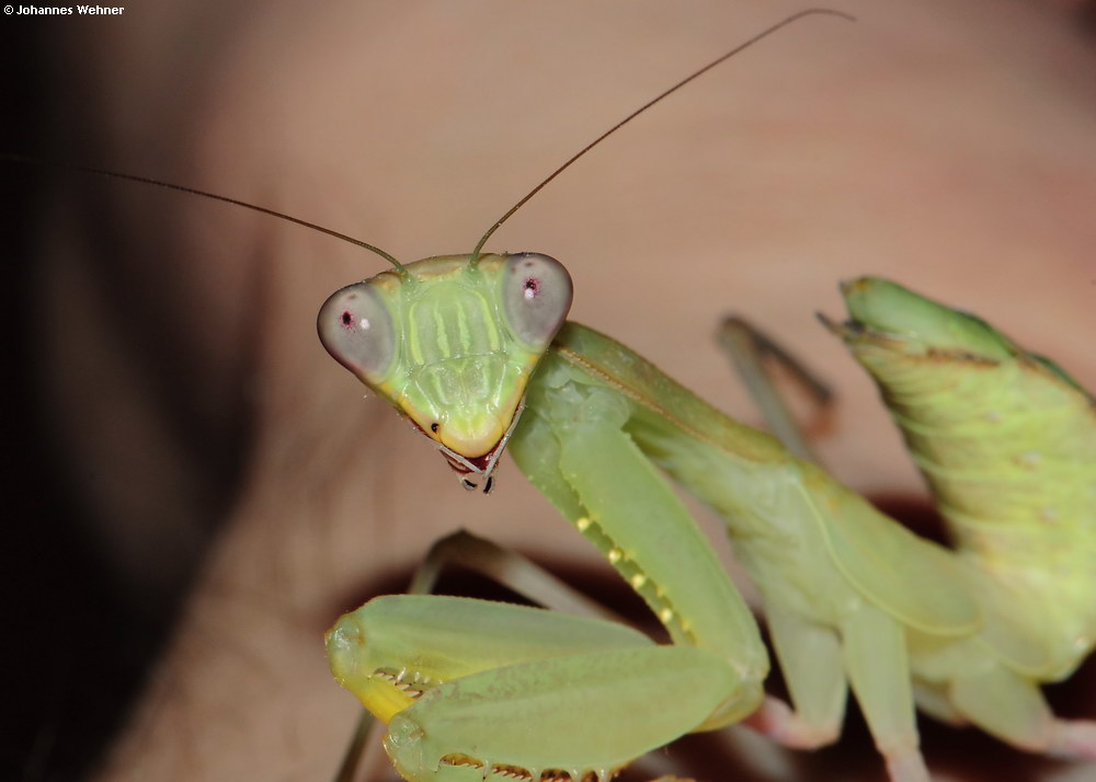 Mantis - Sphodromantis lineola