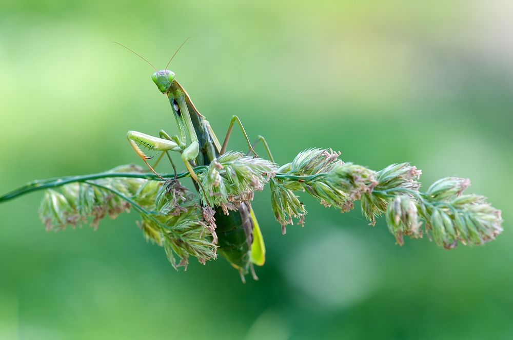 Mantis swingin'