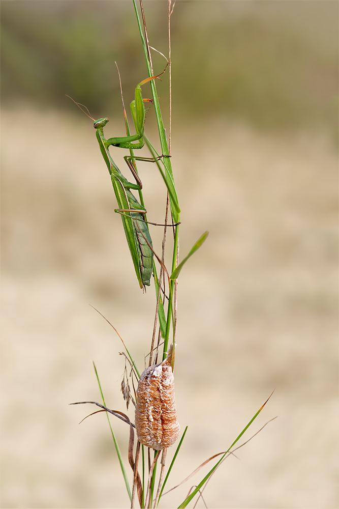 Mantis und Oothek