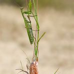 Mantis und Oothek